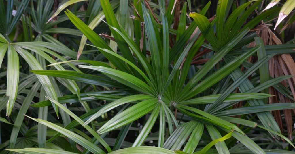 7 Best Florida Pool Landscaping Plants, Bamboo Palm