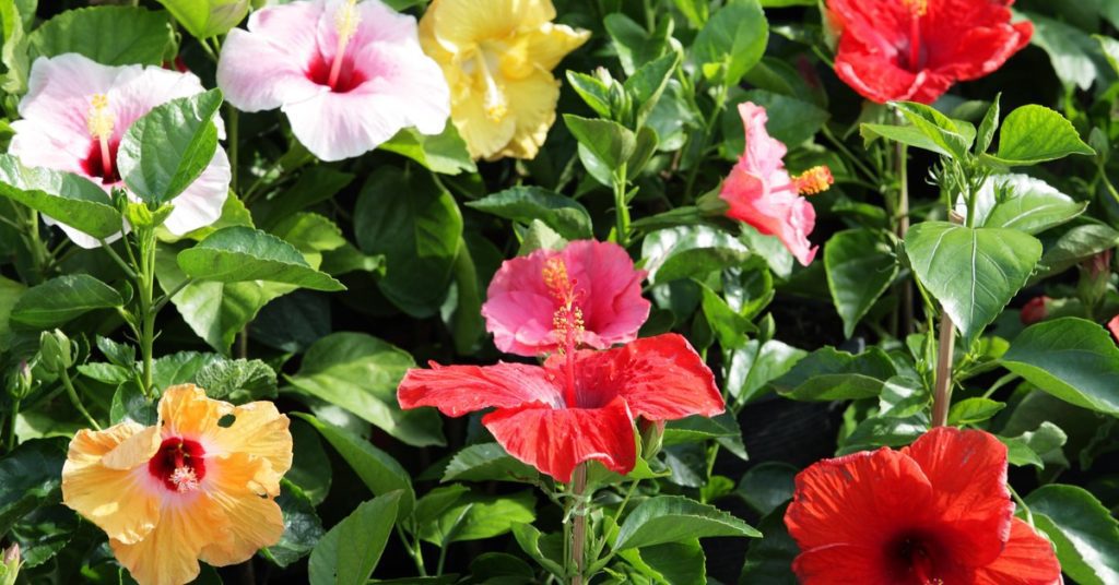 7 Best Florida Pool Landscaping Plants, Hibiscus