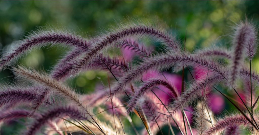 7 Best Florida Pool Landscaping Plants, Ornamental Grasses